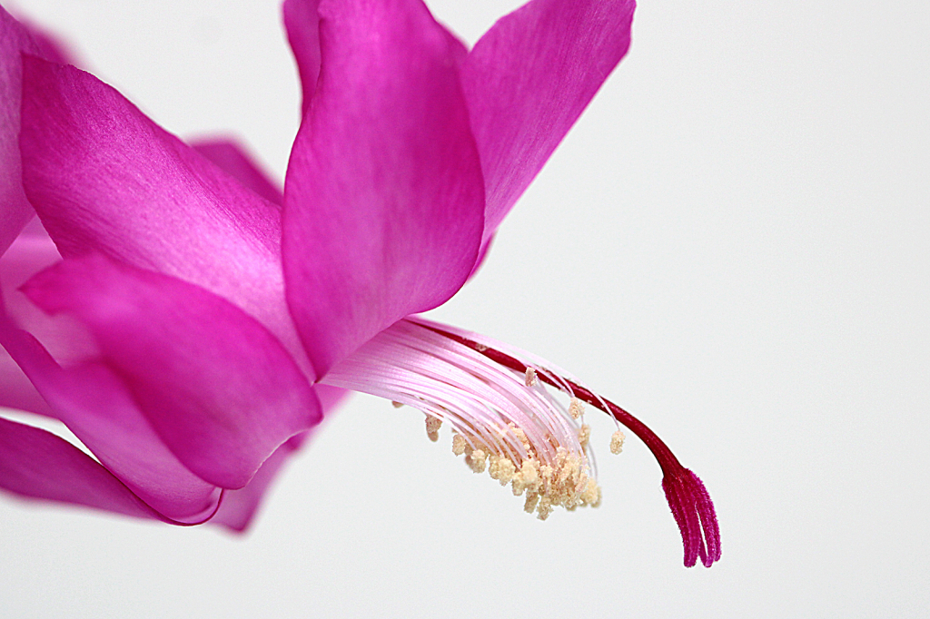 Thanksgiving Cactus Flower