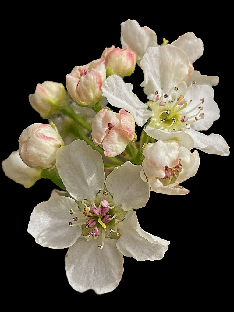 Pear Blossoms - ID: 15900849 © Janet Criswell