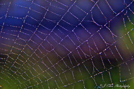 Web and Dew Drops
