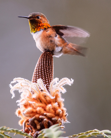 King of the Flower!