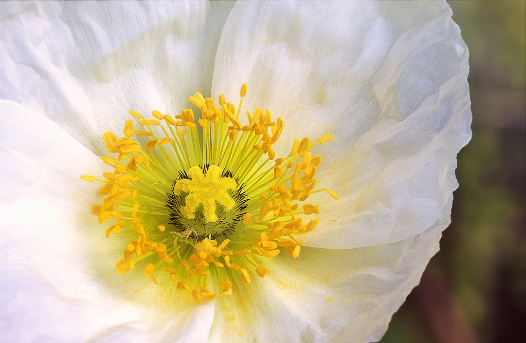 White Poppy