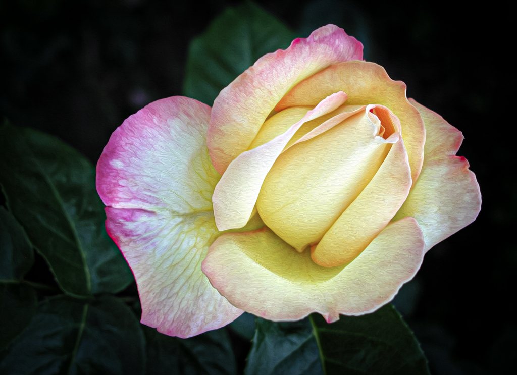 Pink-tipped Rose