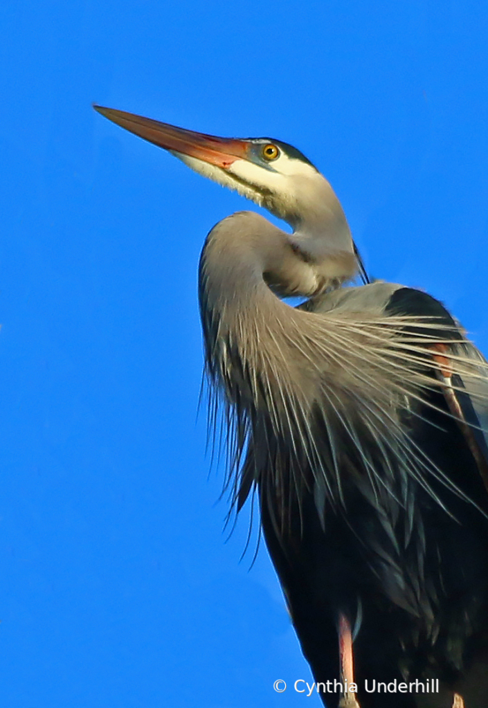 Heron Formal Portrait - ID: 15900984 © Cynthia Underhill