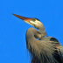 Heron Formal Portrait - ID: 15900984 © Cynthia Underhill