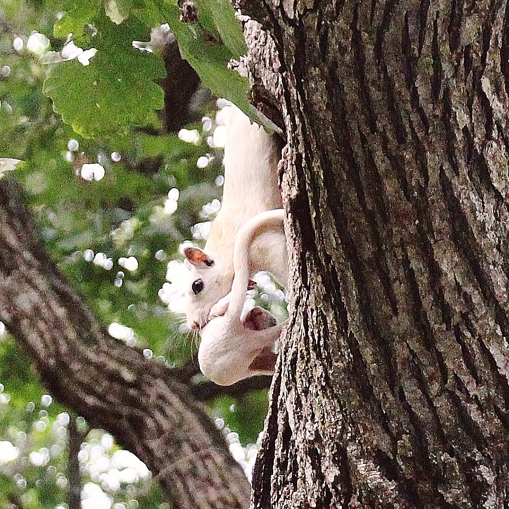 Albino Squirrel with Baby