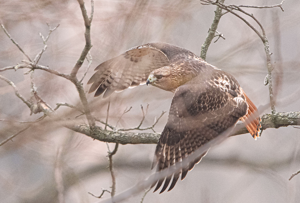 Red Tail Flying Through the Trees