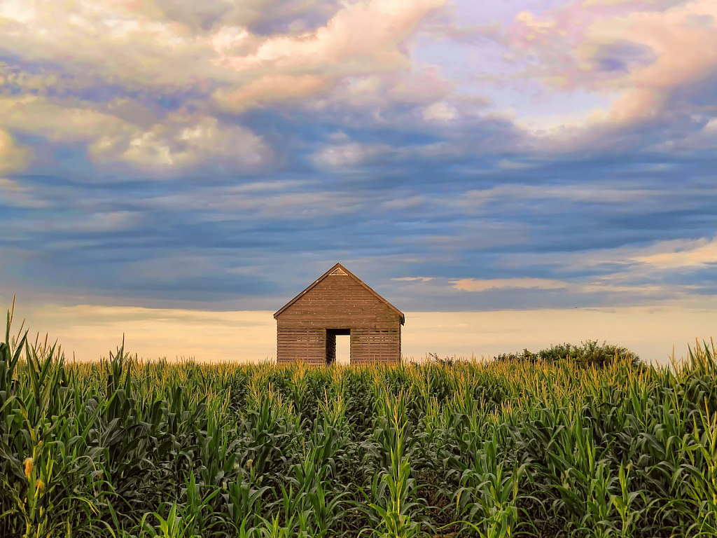 Shed Behind Corn - ID: 15901015 © Carolyn  M. Fletcher