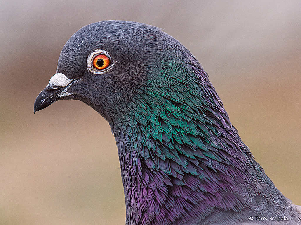 Rock Pigeon