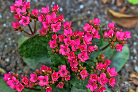 LITTLE  FLOWERS