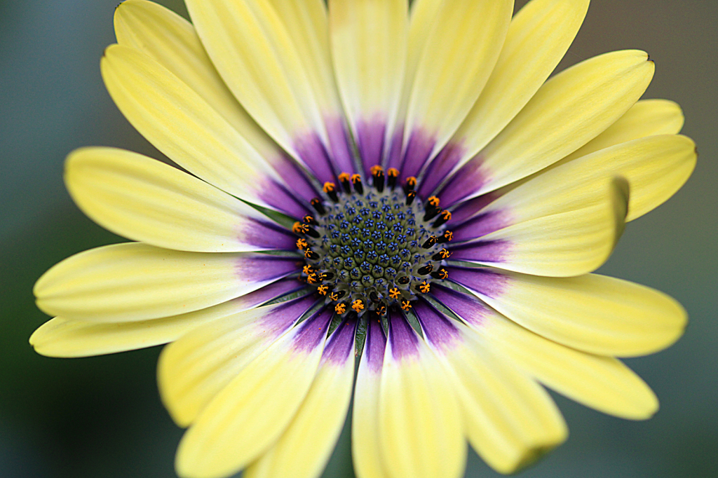 African Daisy 2