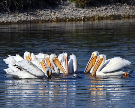 A Gathering of Pelicans