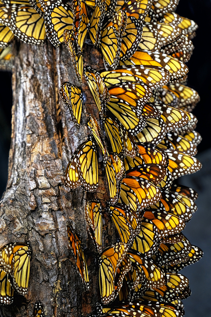 Overwintering Monarchs