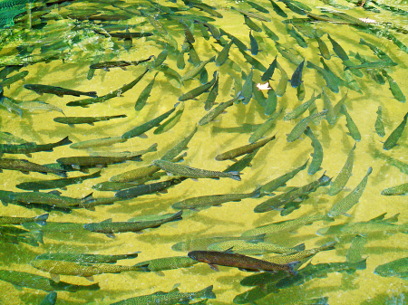 Fish farm of Trouts.