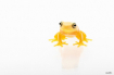 Dainty Tree Frog ...