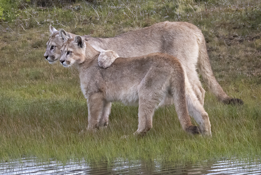 Puma Pals   