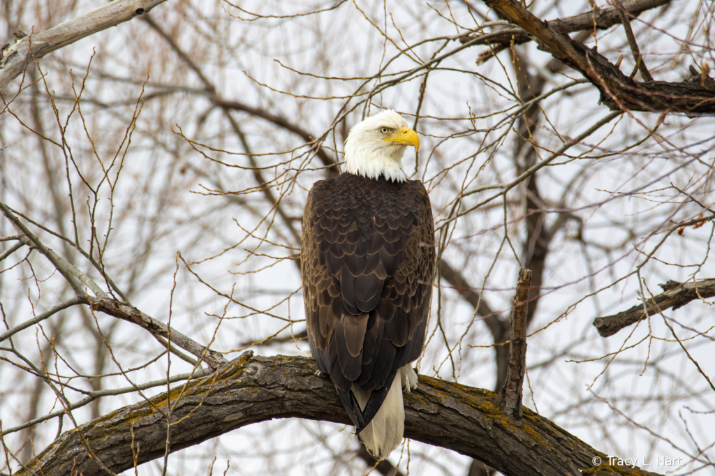 Bald Eagle - ID: 15901200 © Tracy L. Hart