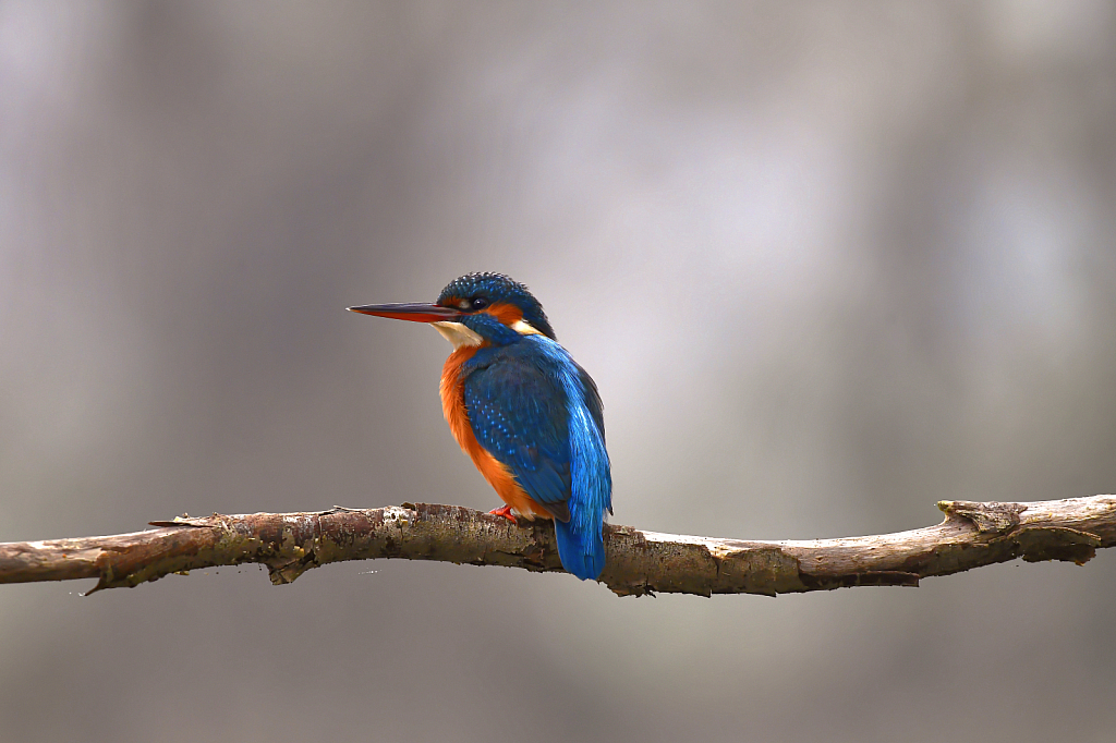 kingfisher