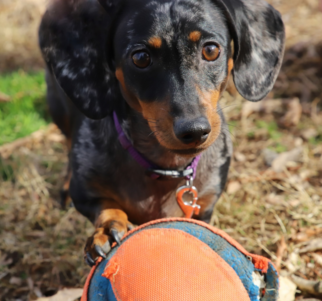 My Ball - ID: 15901195 © Rhonda Maurer