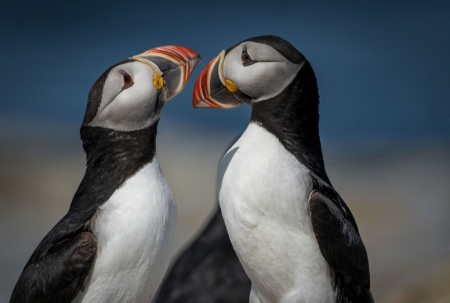 Puffin Pals