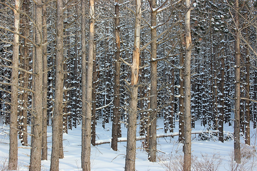 Winter Trees