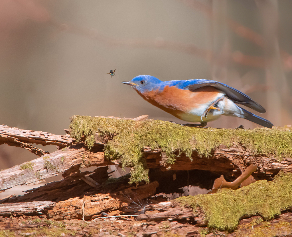 The Bluebird and the Fly