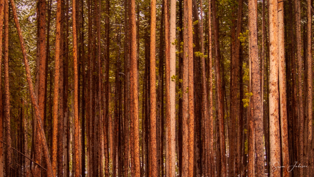 Lodgepole Pines