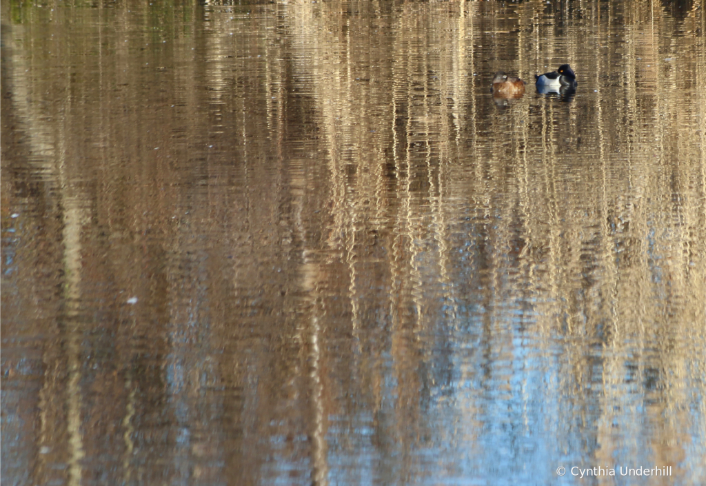 Ring-necked Ducks IMG_5157 - ID: 15901259 © Cynthia Underhill