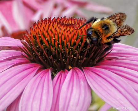 Echinacea Bee