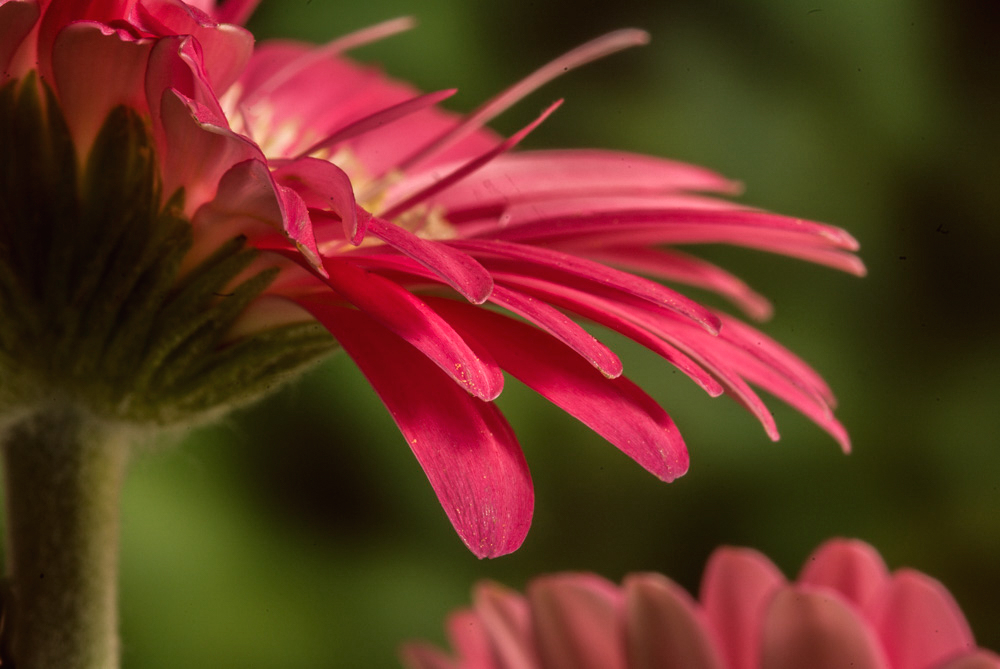 Pretty in Pink