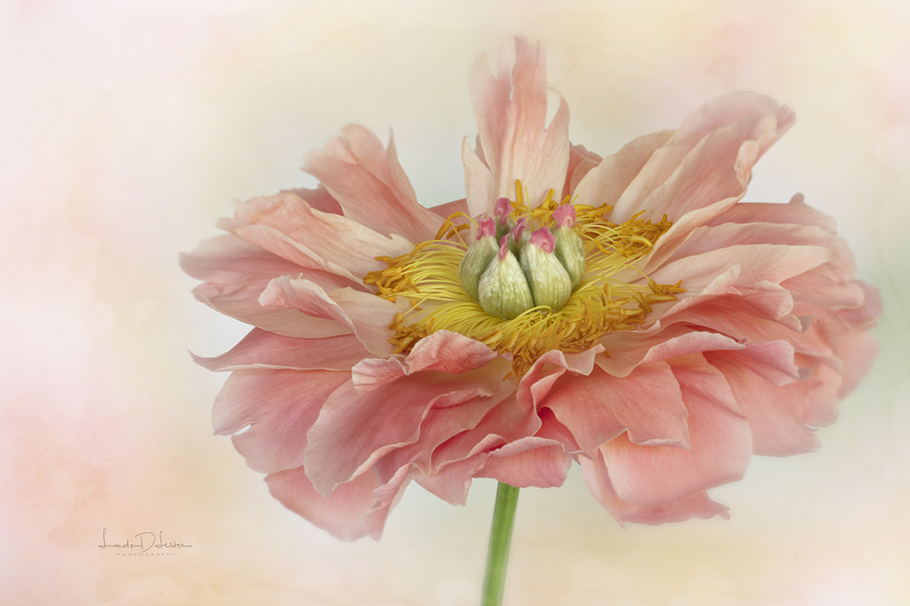 Peony