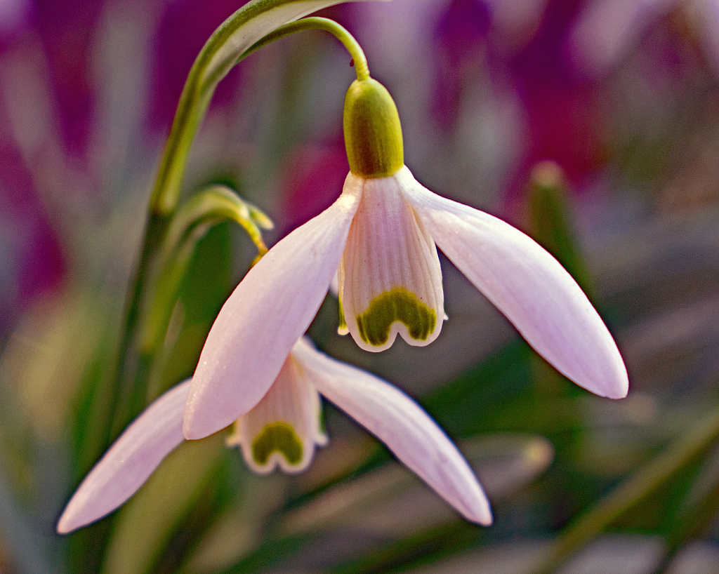 Snowdrops