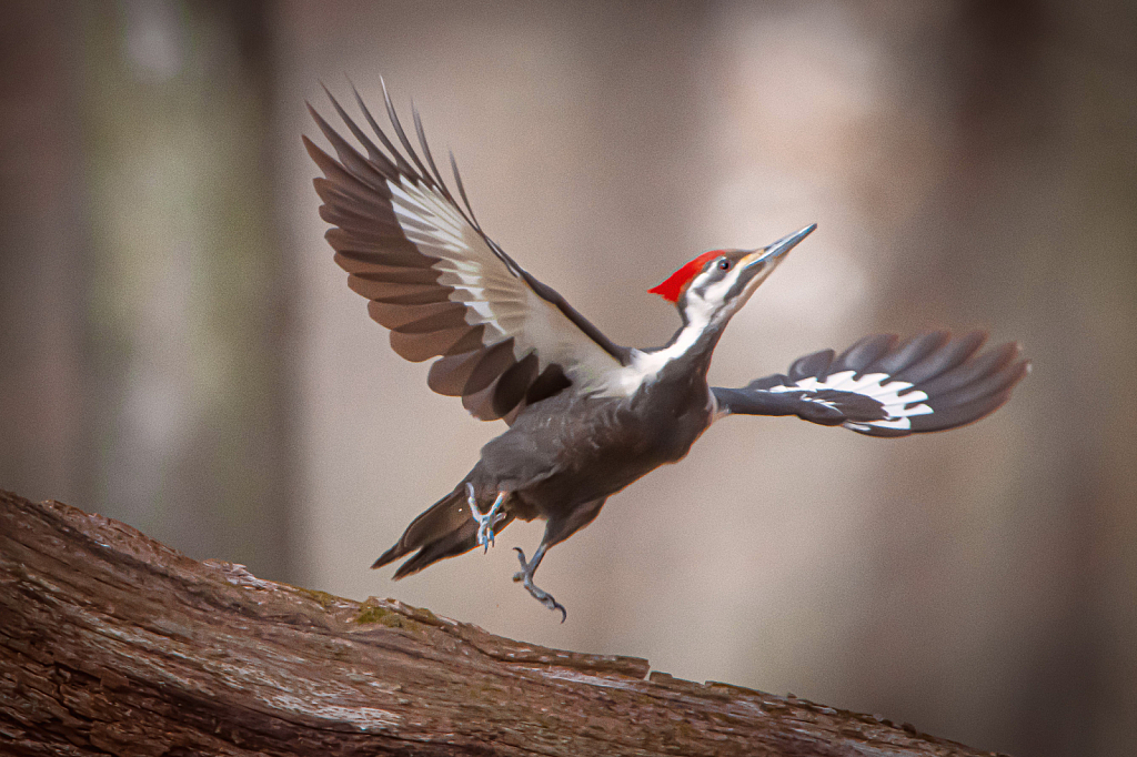 Pileated Woodpecker Taking Off