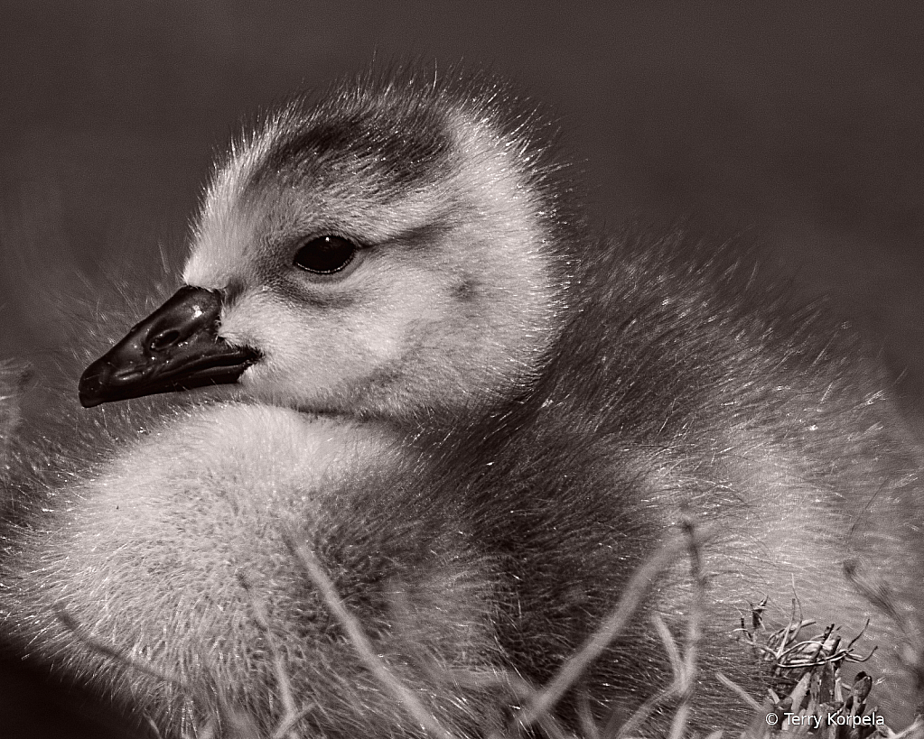 Gosling B&W