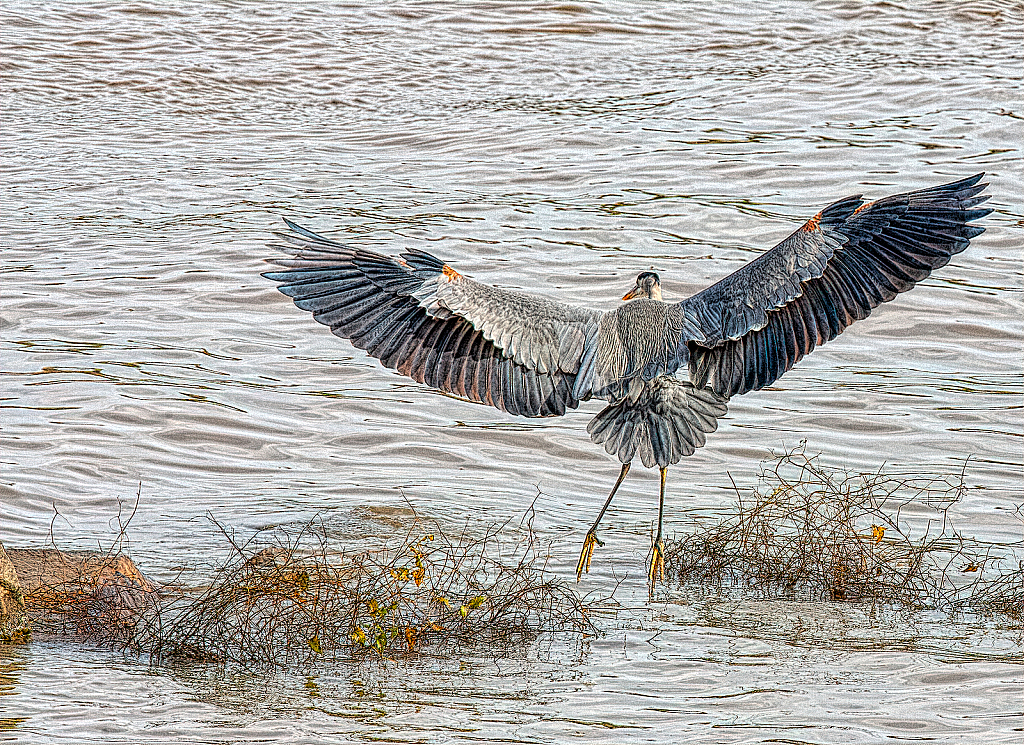 Great Blue - ID: 15901466 © Janet Criswell