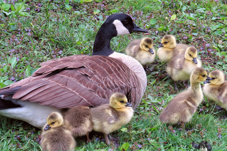 Goose Family