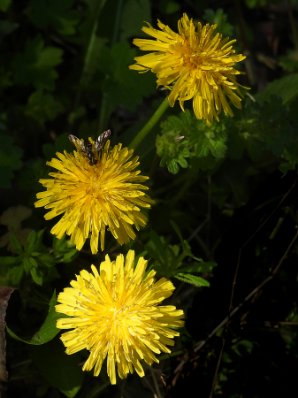 Dandelions  2021 Photo Challenge Day 2