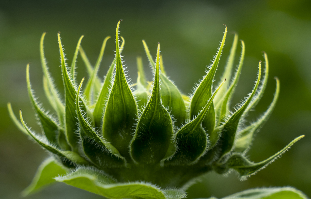 Sunflower Patterns