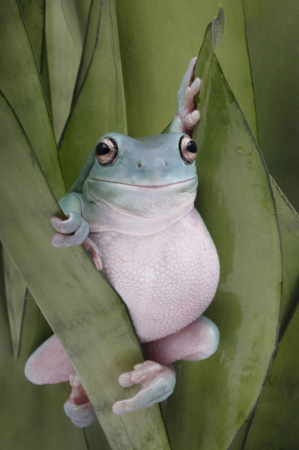  The Pose of the Whites Tree Frog