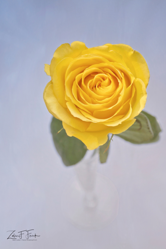 Yellow Rose #5010 Blue Background - ID: 15902205 © Zelia F. Frick