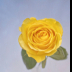 2Yellow Rose #5010 Blue Background - ID: 15902205 © Zelia F. Frick