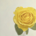 2Yellow Rose #5010 Light Background - ID: 15902206 © Zelia F. Frick