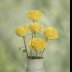 2Vase of Yellow Roses #5197 - ID: 15902208 © Zelia F. Frick