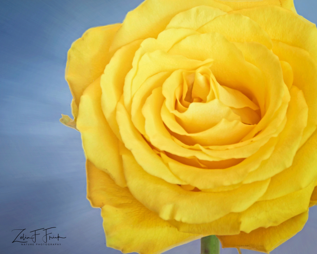 Yellow Rose #5304 - ID: 15902209 © Zelia F. Frick