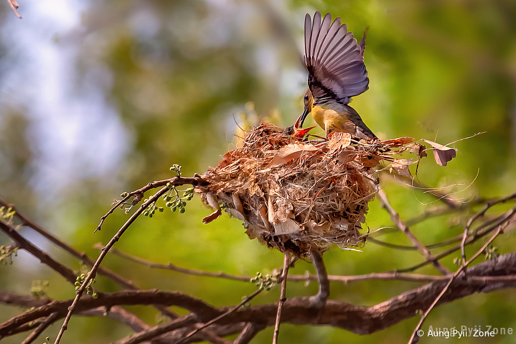 Mother love