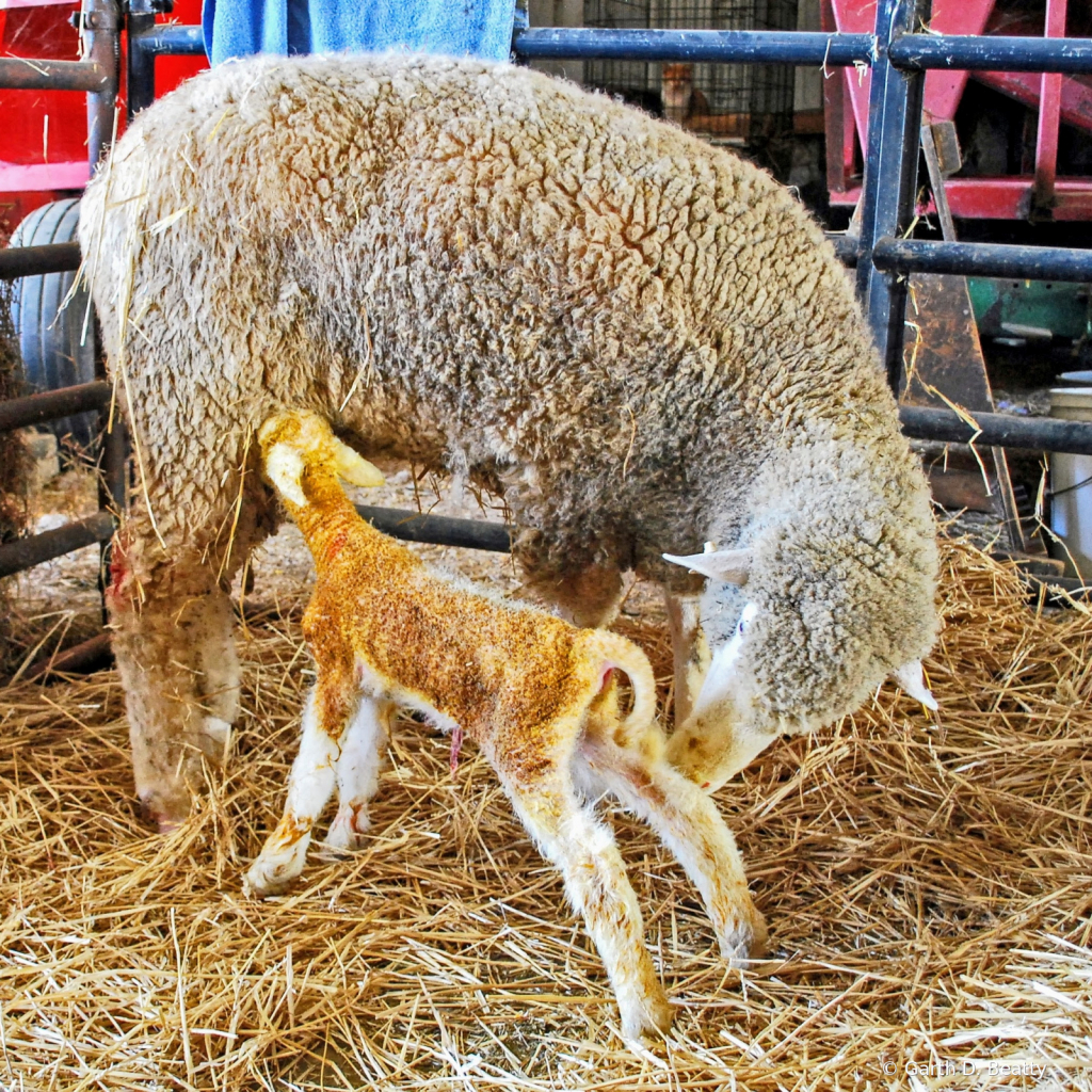 Newly Born Lamb
