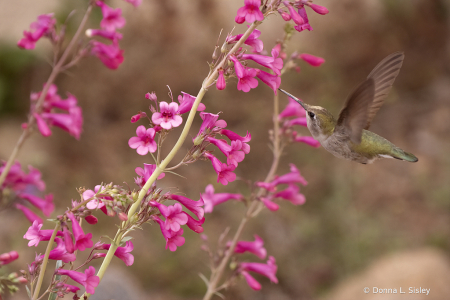 Hummer with penstemon 2021 Photo challenge