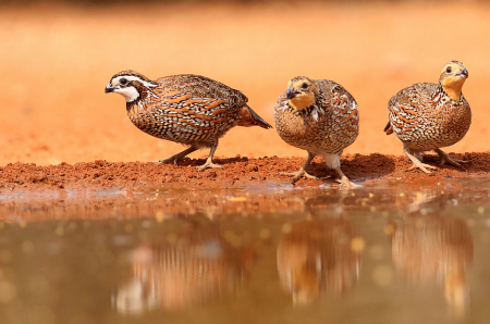 Three Quail