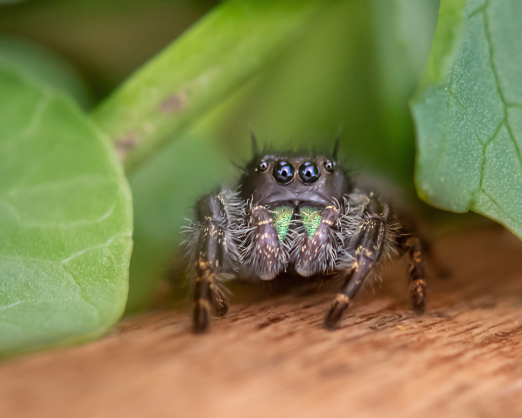 The Spiders are Back!!