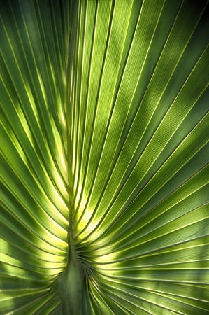 Palm Pattern