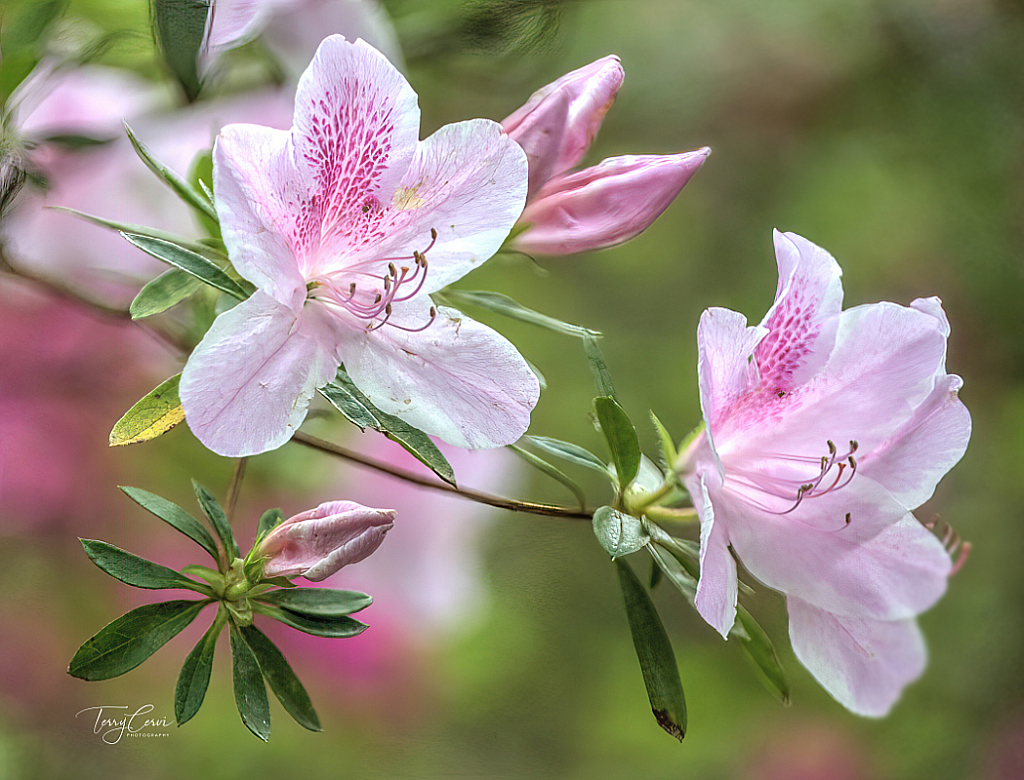 Prettiest in Pink